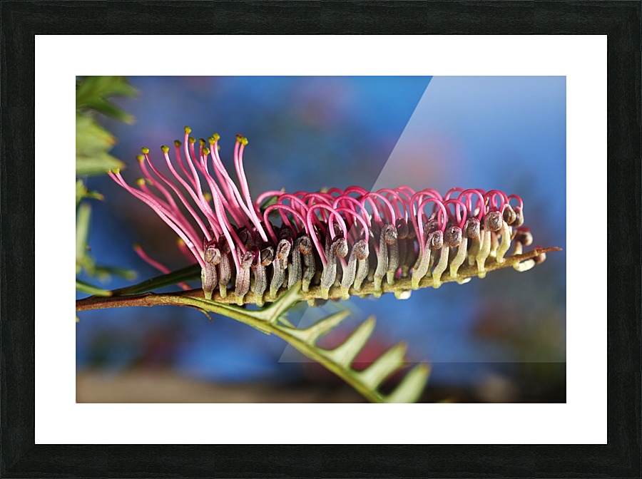Diving Grevillea Flower Picture Frame print