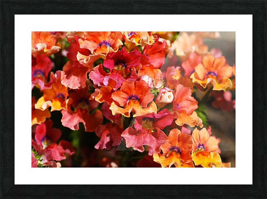 Orange Flower Display Picture Frame print