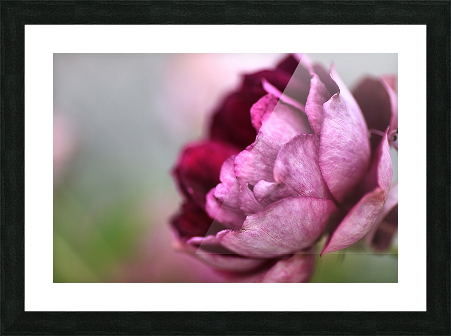 Soft Rose Picture Frame print