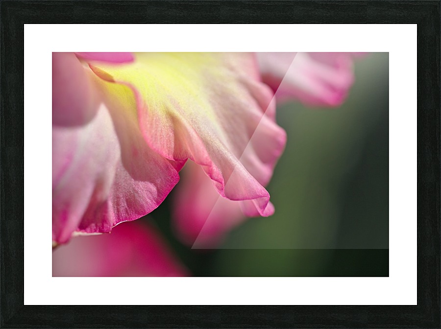 Gladiolus Petals Picture Frame print