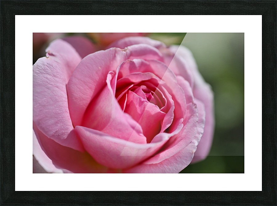 Pink Rose Picture Frame print