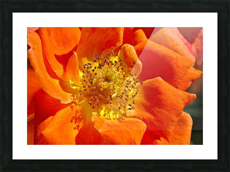 Orange Rose Picture Frame print