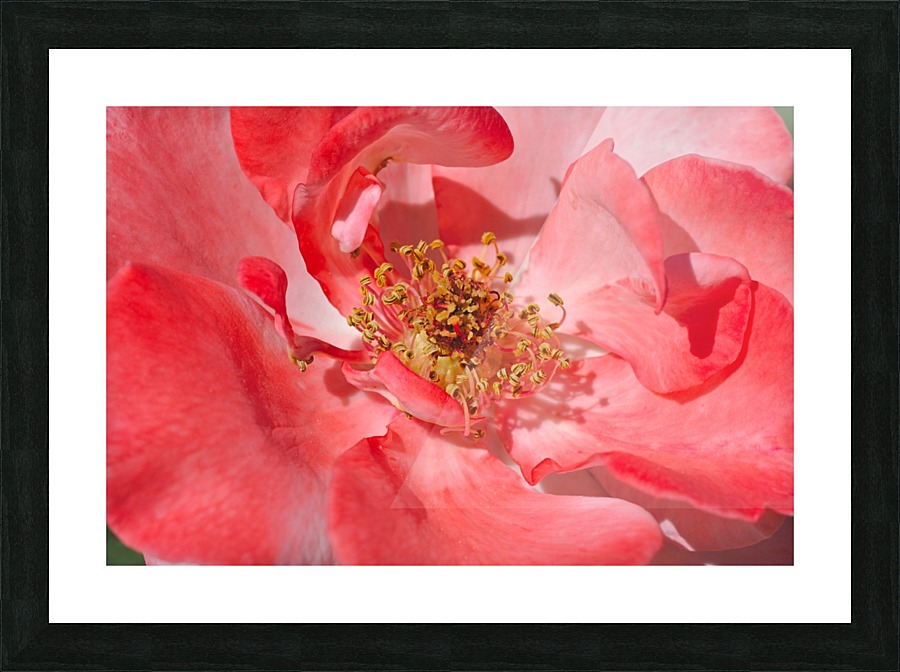 Red Rose Middle Picture Frame print
