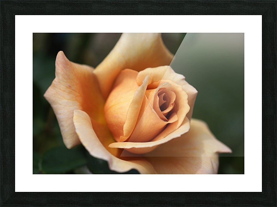 Julias Rose Picture Frame print