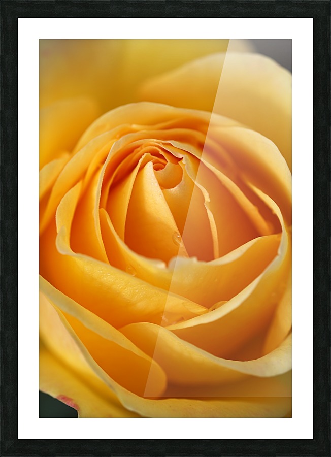 Orange Rose Heart Picture Frame print