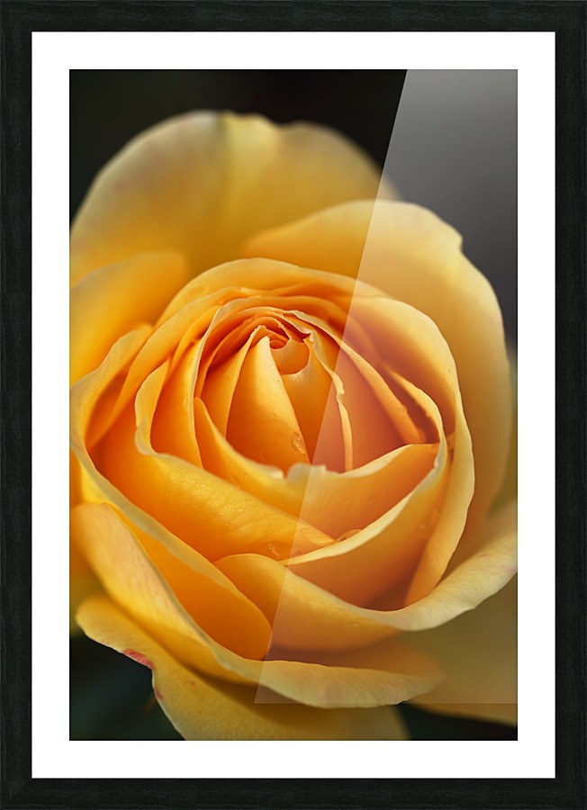 Orange Rose Delight Picture Frame print