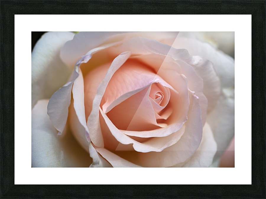 Rose Love Picture Frame print