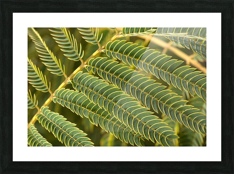 Fern  Picture Frame print
