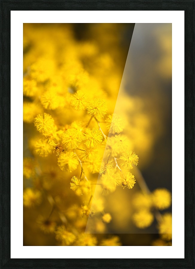 Wattle Tree Flowers Picture Frame print
