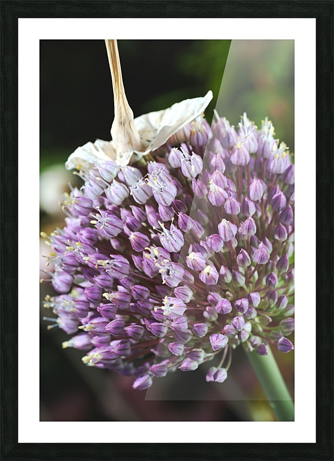 Garlic Flower Picture Frame print