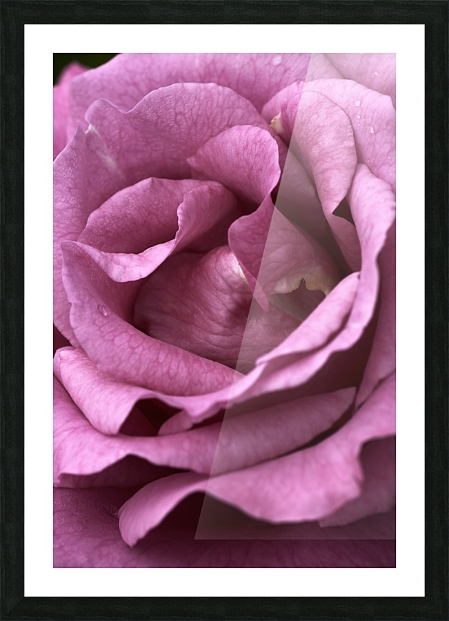 Mauve Rose Picture Frame print