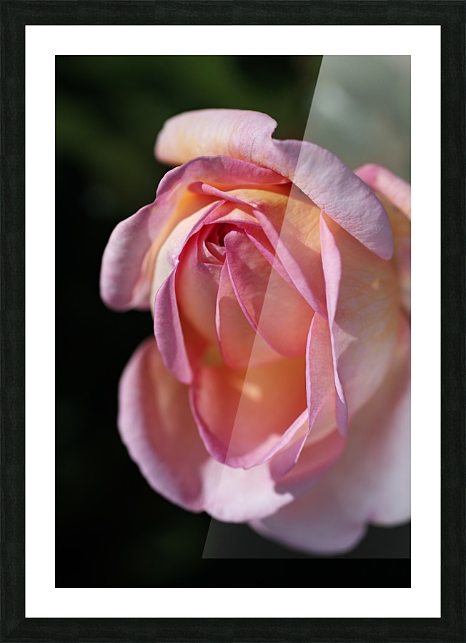 Pink and Orange Rose Picture Frame print