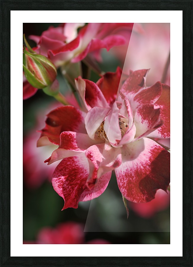 Carpet Roses Red Picture Frame print