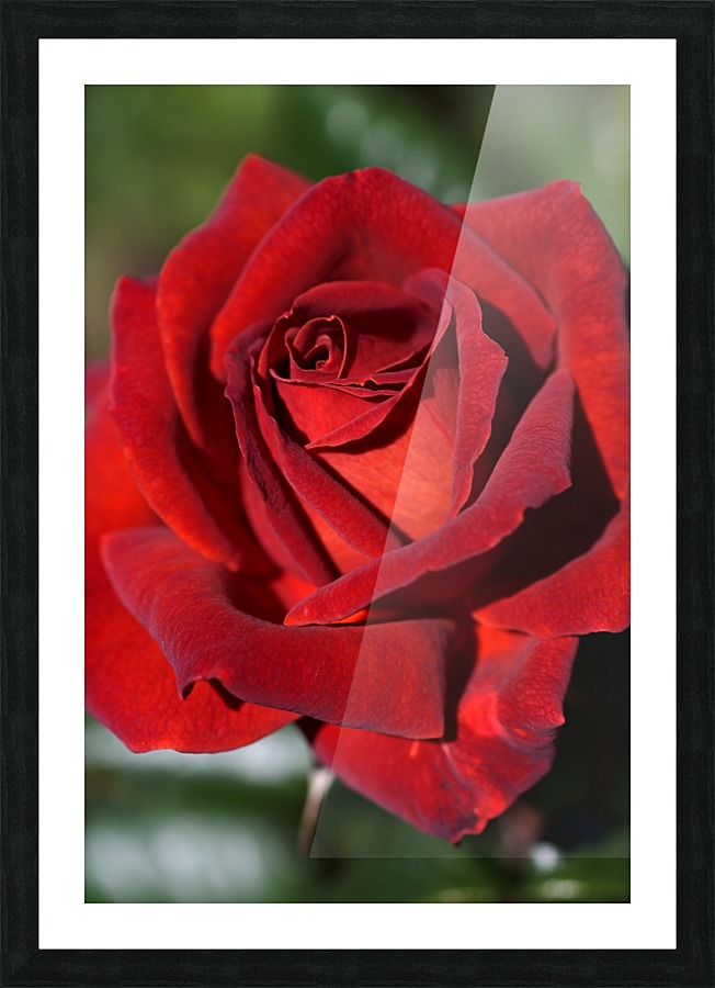 Hot Chocolate Rose Picture Frame print