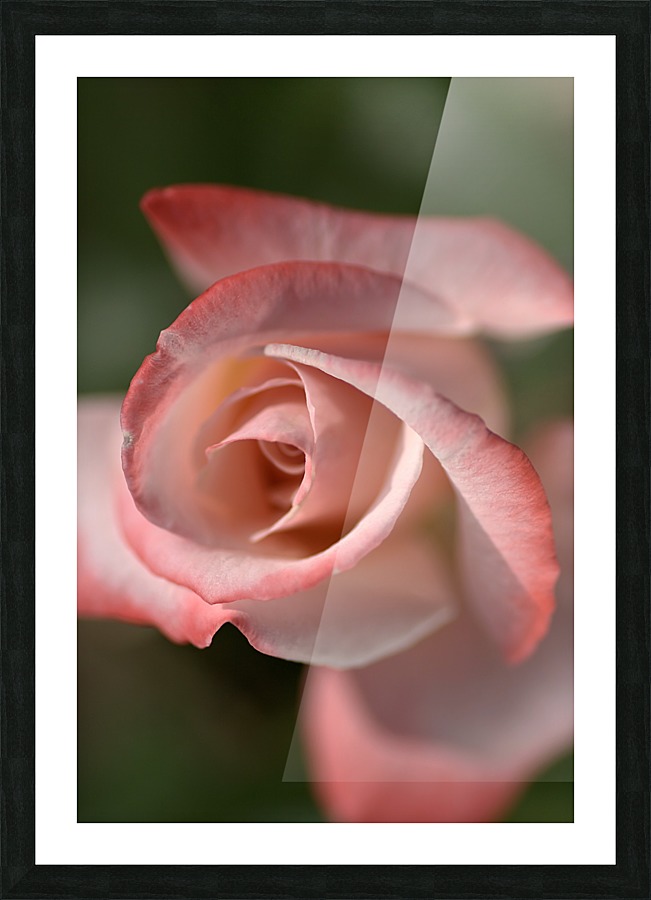 Apricot Rose Picture Frame print