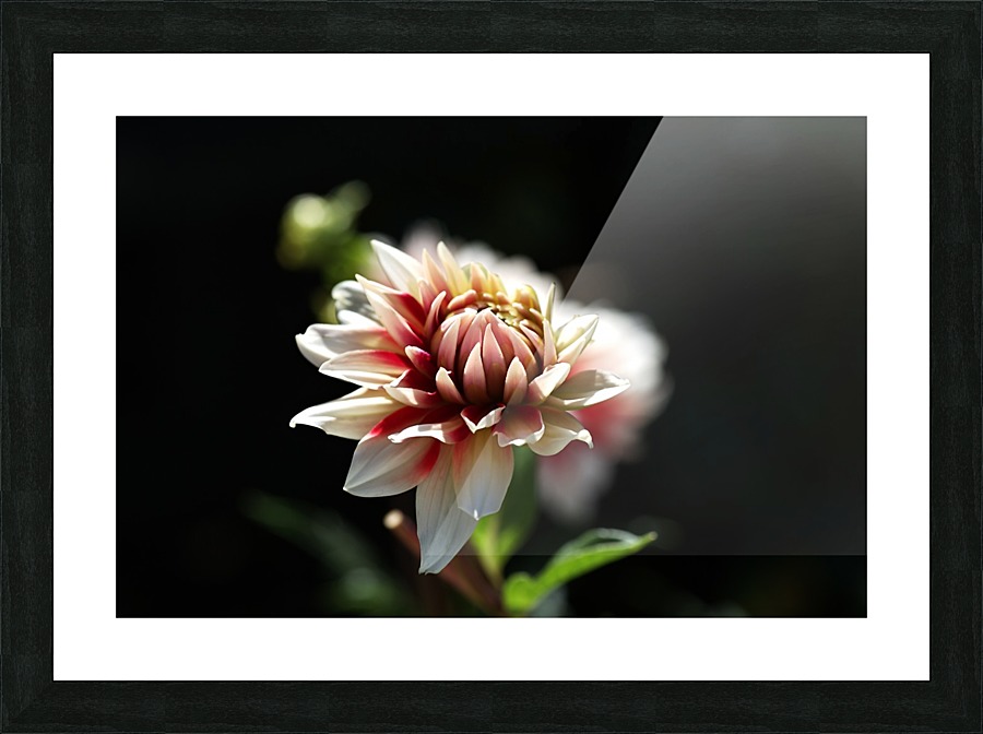 Dahlia Delight Picture Frame print