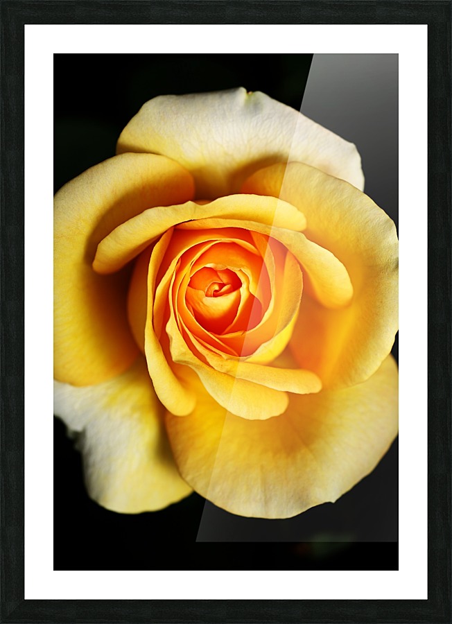 Bright Yellow Rose Picture Frame print
