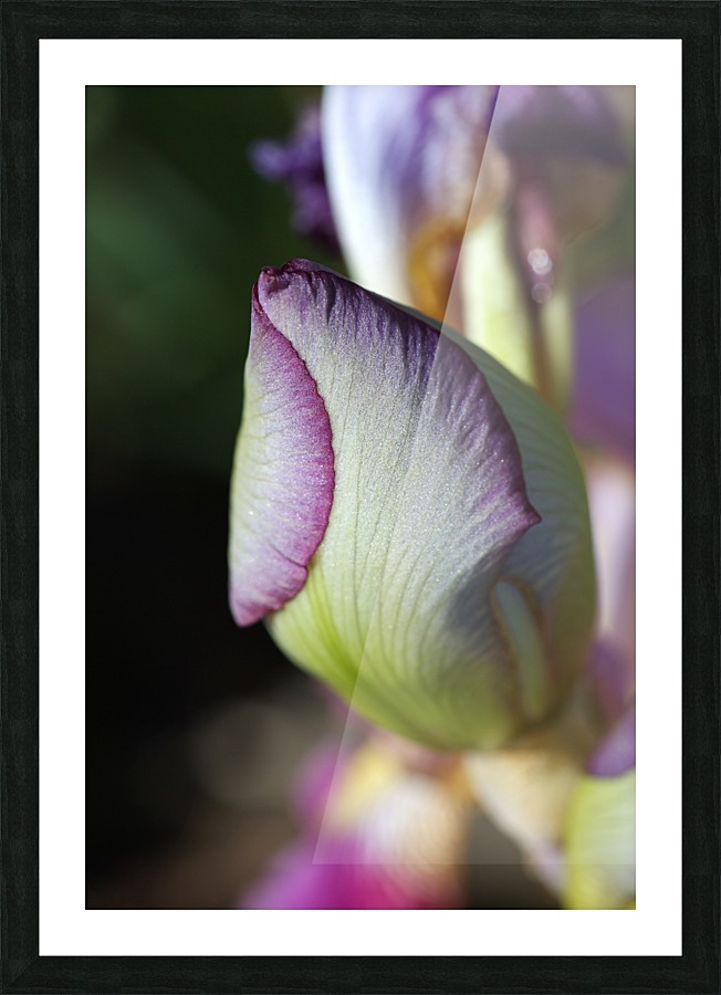 Purple Iris Bud Picture Frame print
