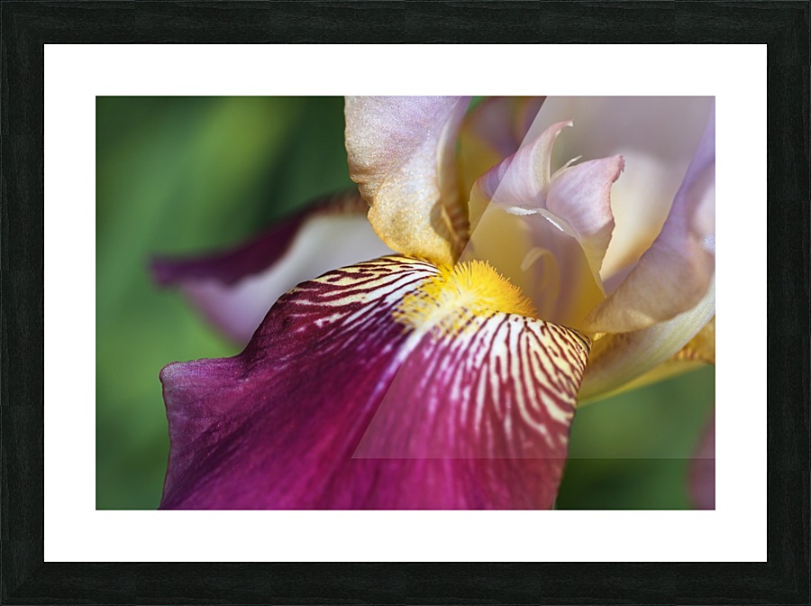 Purple Iris Picture Frame print