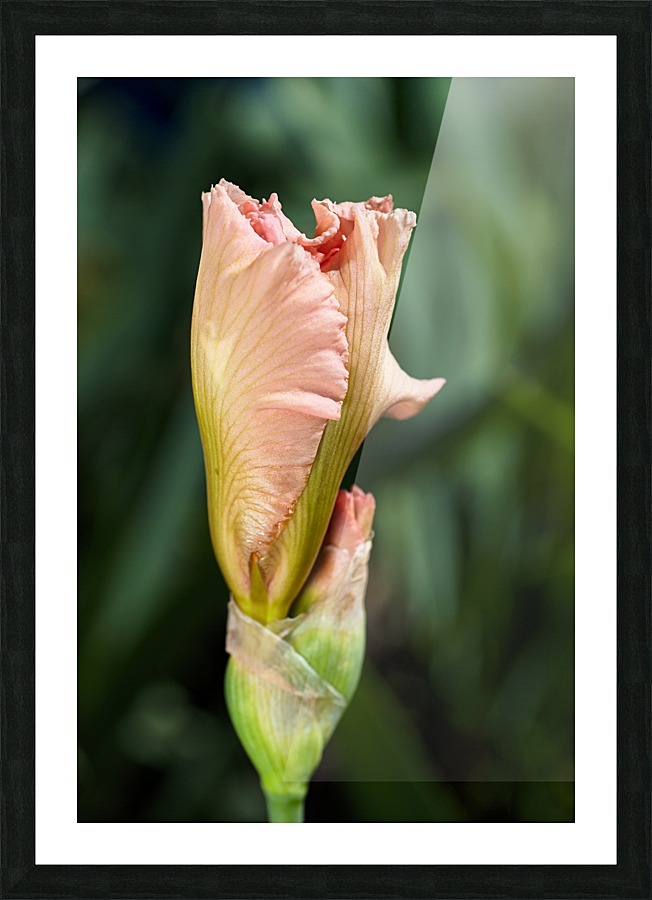 Peach Iris Bud Picture Frame print