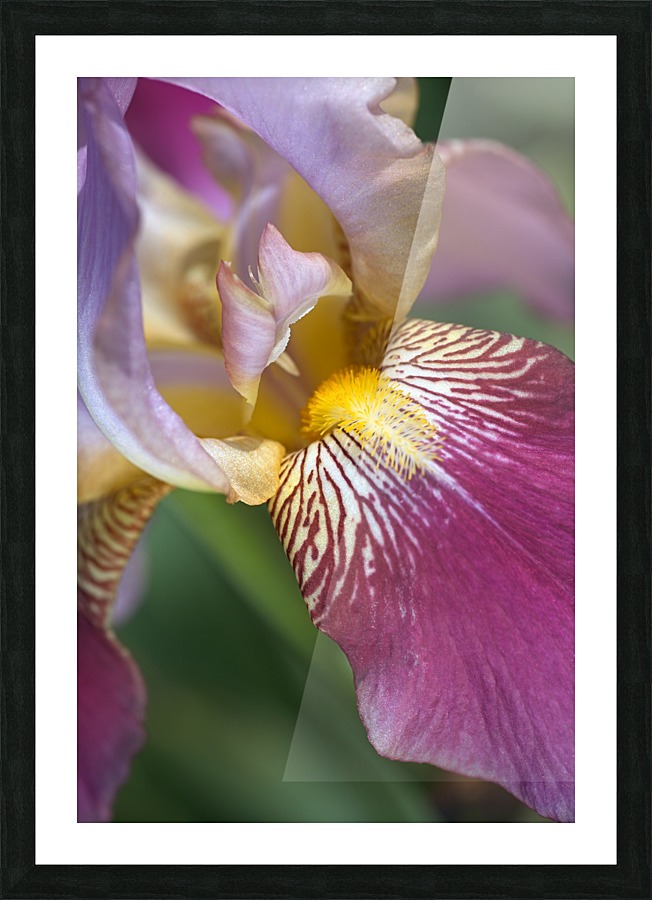 Purple Iris Flower Picture Frame print
