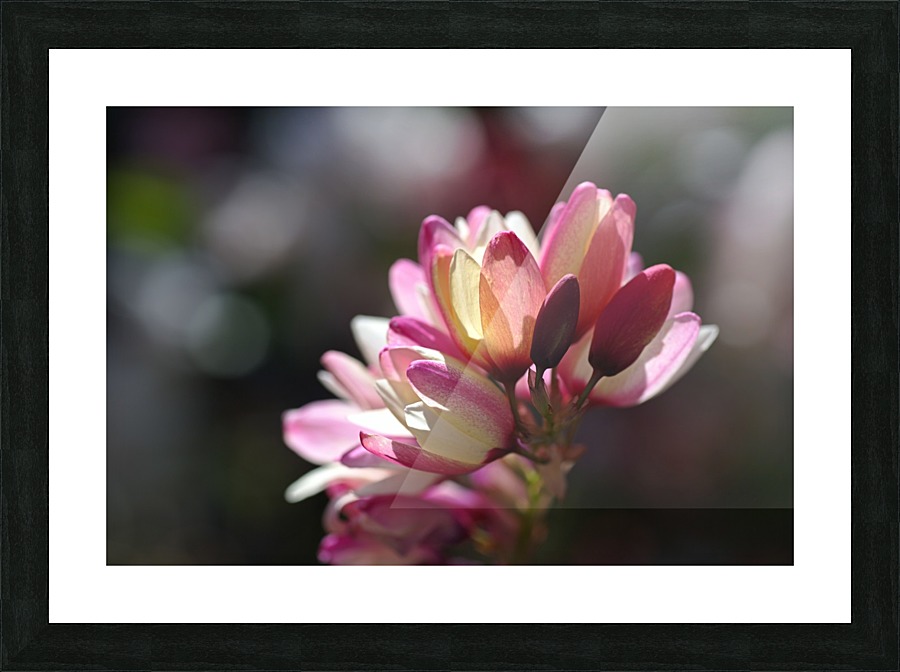 Ixia Flower Picture Frame print