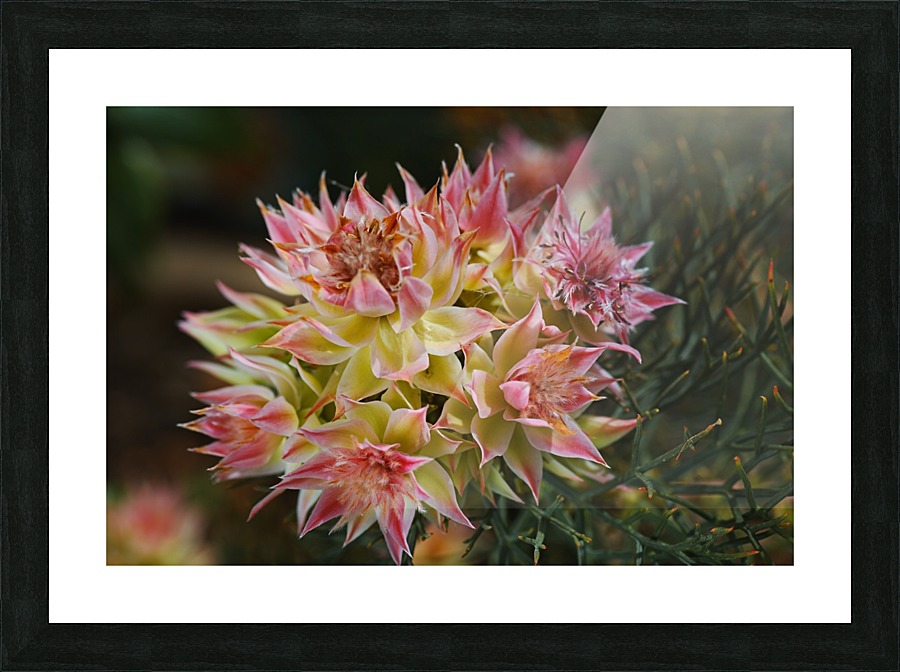 Small Protea Flowers Picture Frame print