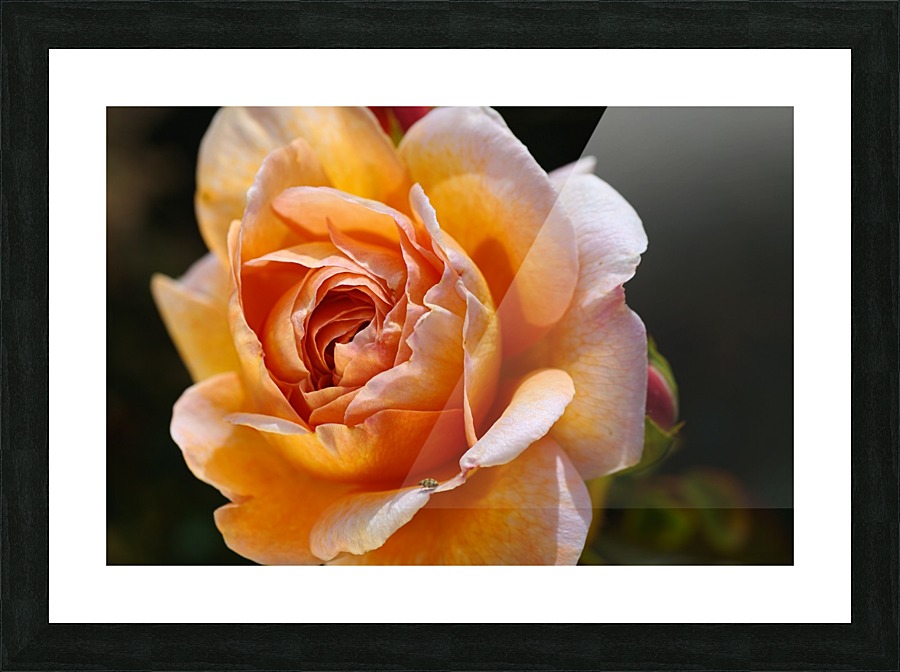 Lush Orange Rose Picture Frame print