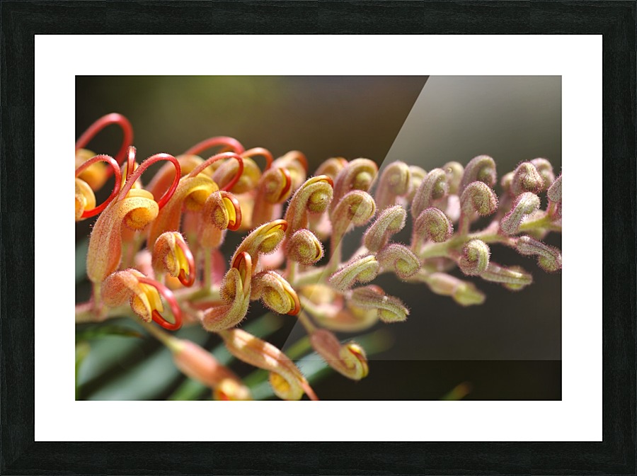 Golden Grevilleas Picture Frame print