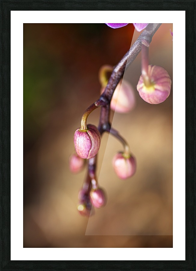 Orchid Buds Picture Frame print