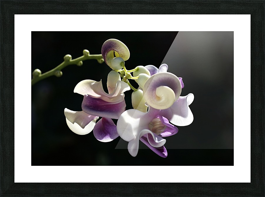 Corkscrew Flower Picture Frame print