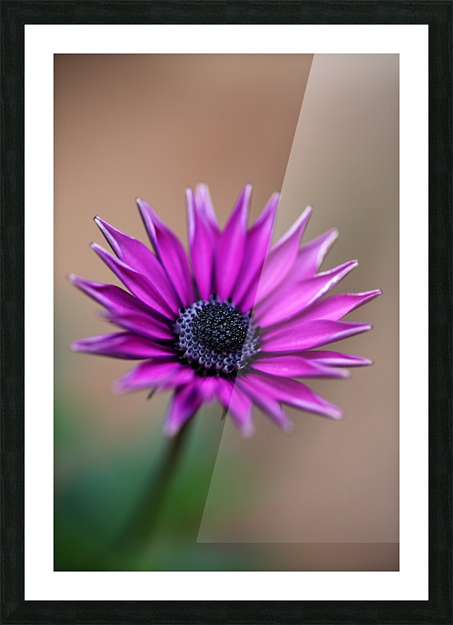 Purple Daisy Picture Frame print