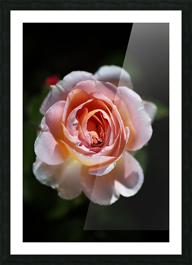 Romantic Rose Picture Frame print