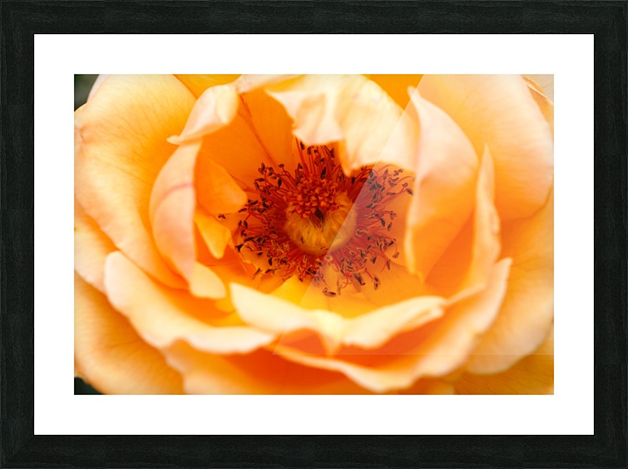 Orange Rose Eye Picture Frame print