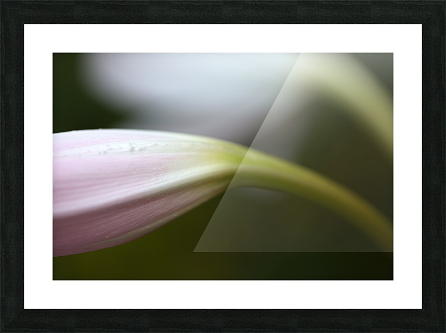 Lily Buds Picture Frame print