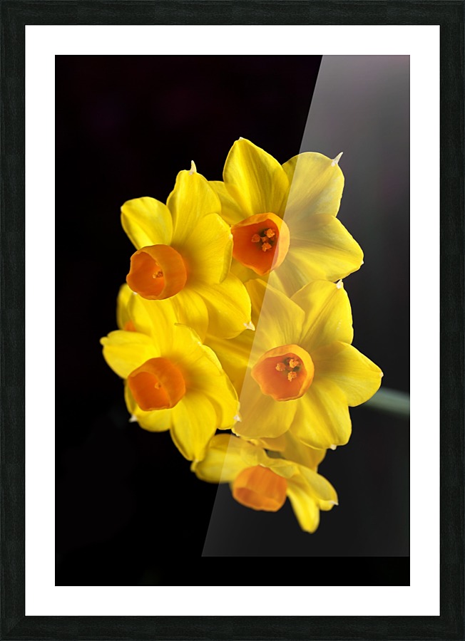 Yellow Jonquils Picture Frame print