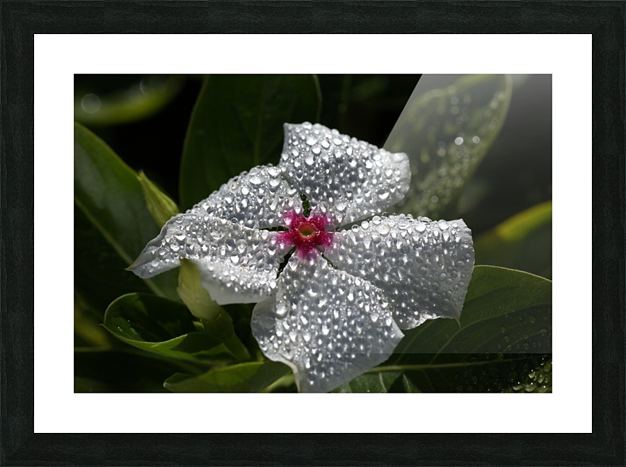 Natures Glitter Picture Frame print