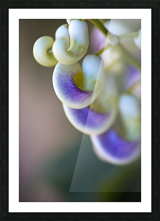 Corkscrew Flower Close Picture Frame print