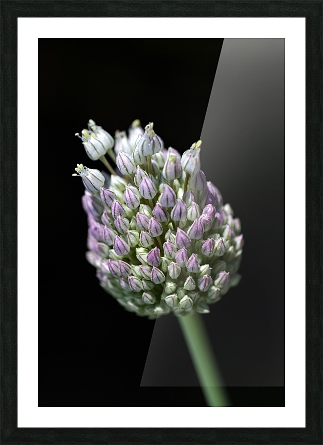 Garlic Bud Picture Frame print
