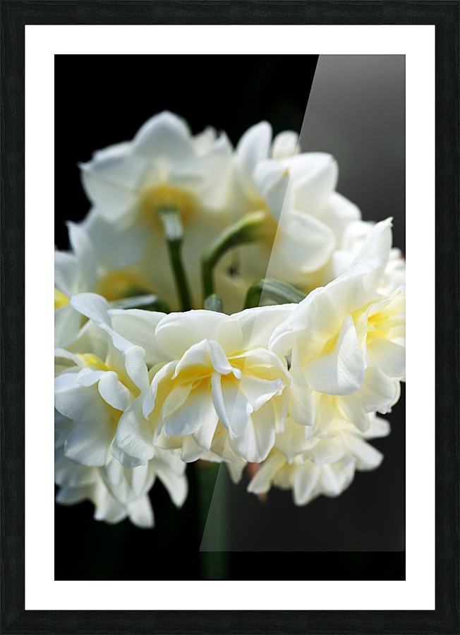 Jonquil Flower Ring Picture Frame print