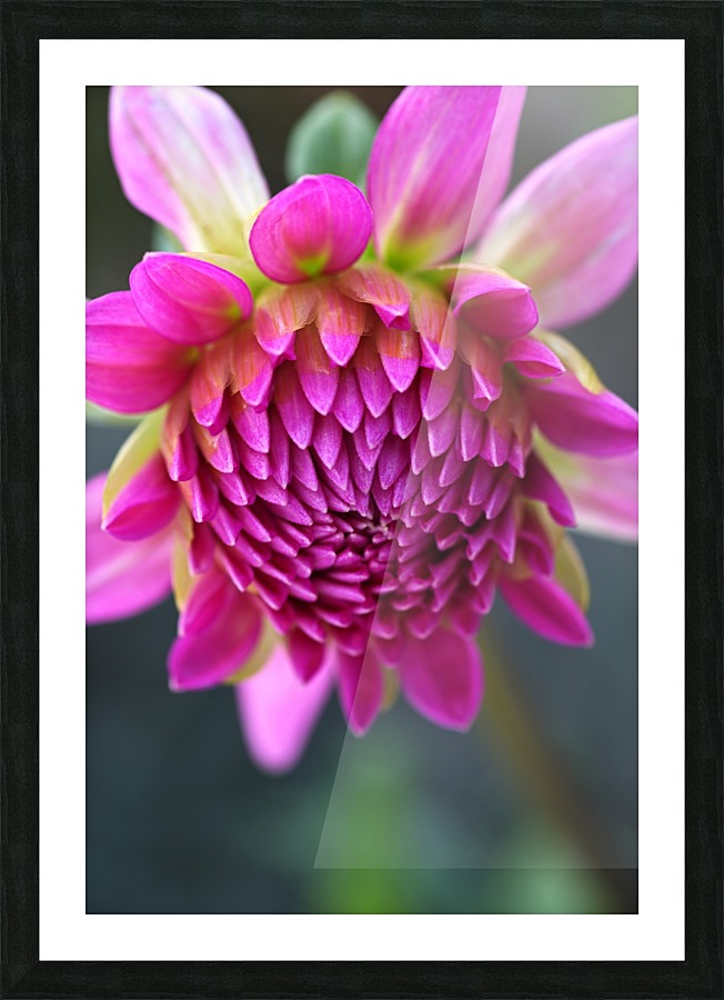 Dahlias Face Picture Frame print