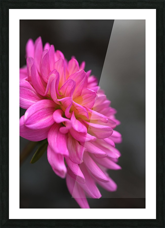 Bold Dahlia Picture Frame print