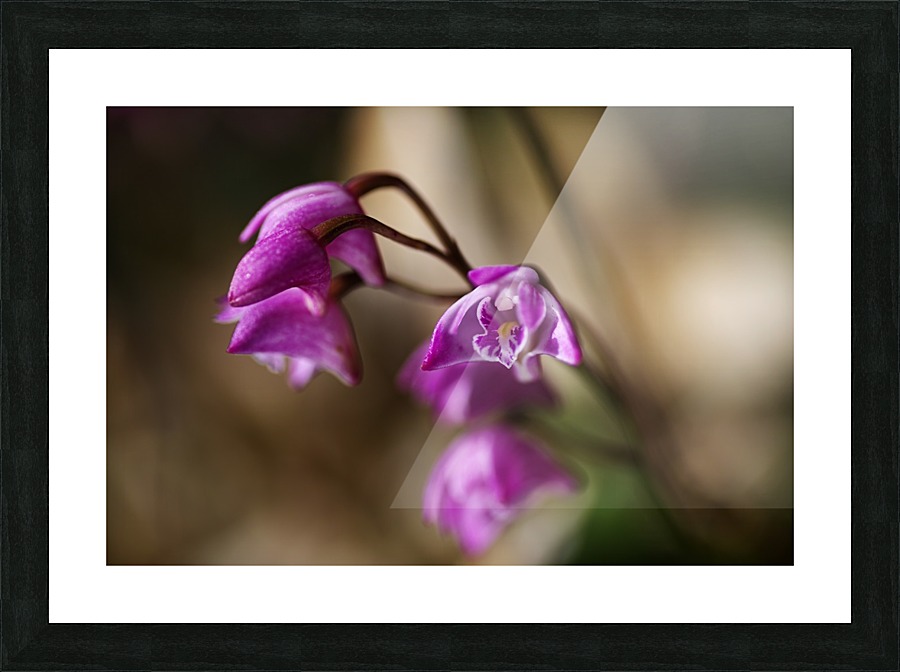Australian Native Orchid Picture Frame print
