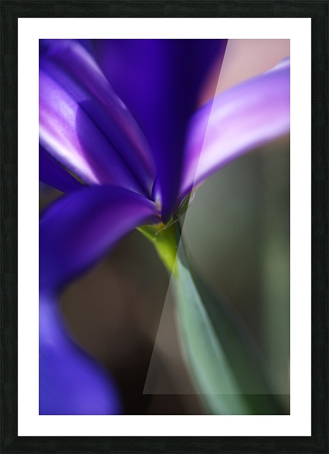 Rich Purple Iris Picture Frame print