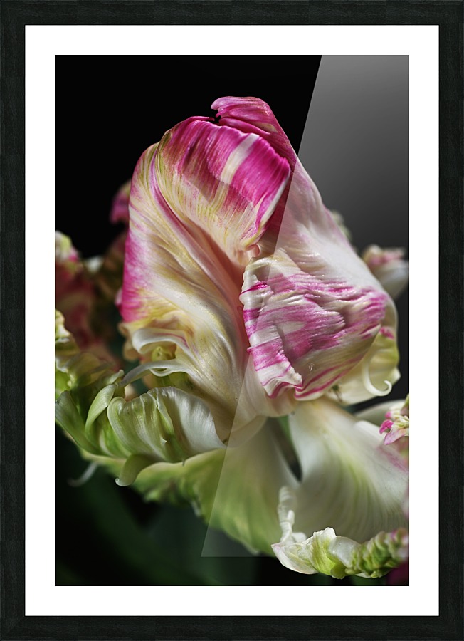 Parrot Tulip Picture Frame print