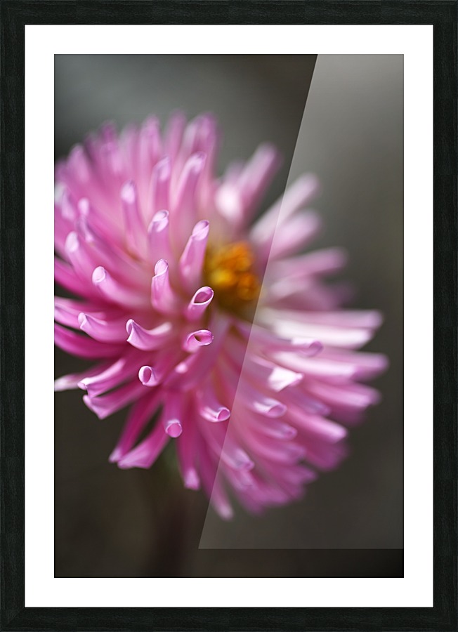 Dahlia Pink Picture Frame print