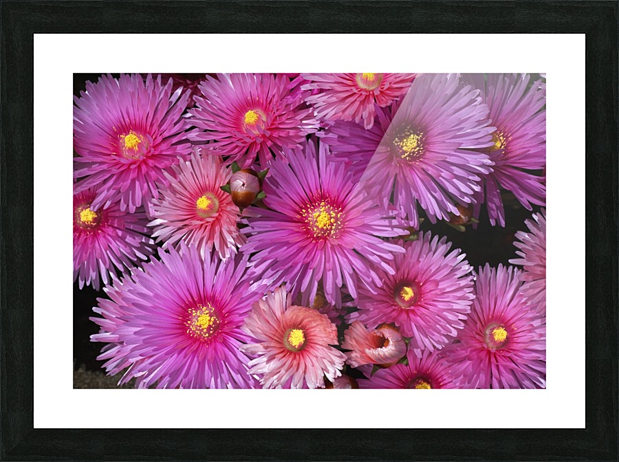 Pink Ice Plant Picture Frame print
