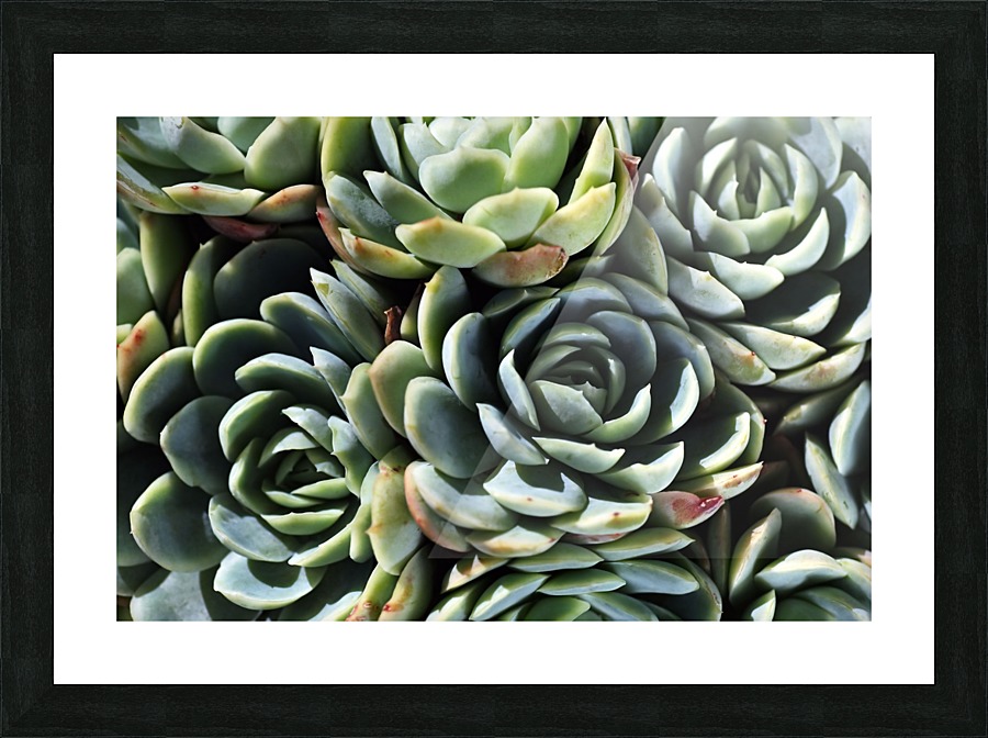 Succulent World Picture Frame print