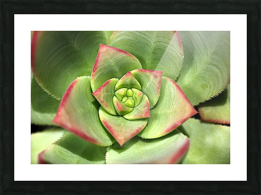 Hens And Chicks Succulent Picture Frame print