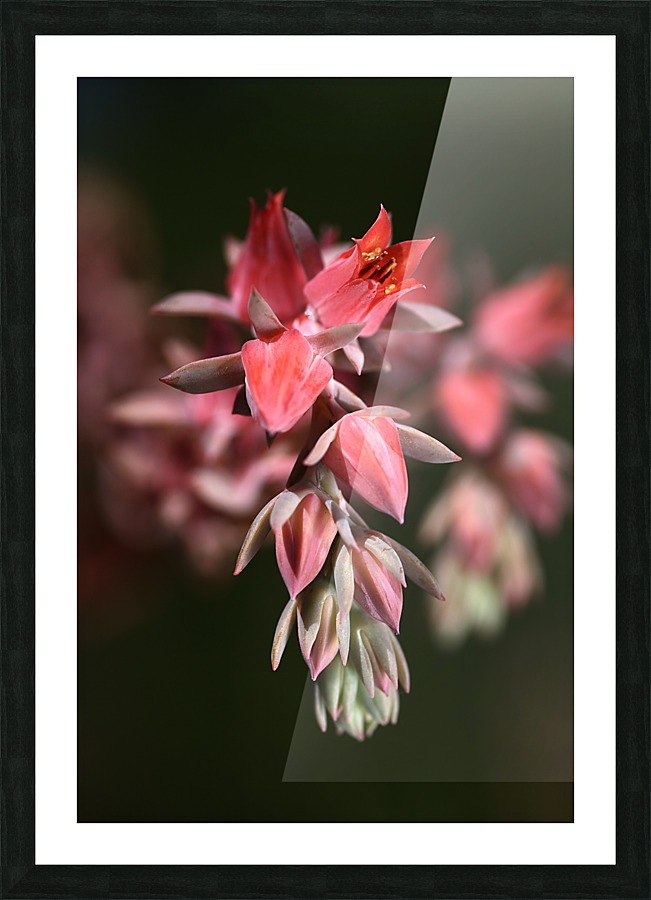 Succulent Flowers Picture Frame print